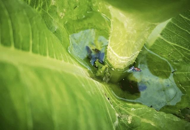 Microplásticos são encontrados entre fibras das plantas