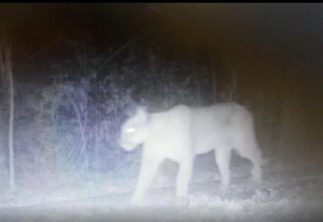 Onça-parda é flagrada em parque de São Paulo pela primeira vez