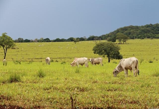 Se agronegócio não mitigar gases-estufa pode perder US$ 150 bi até 2030