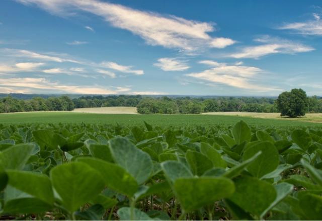 Novo recorde: Conab prevê 312,4 milhões de ton em grãos na safra 2022/23