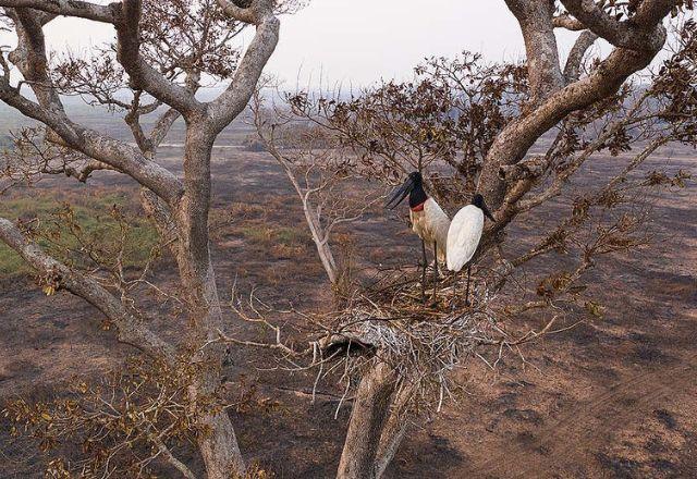 Mundo já perdeu 69% da fauna em menos de 50 anos, diz estudo