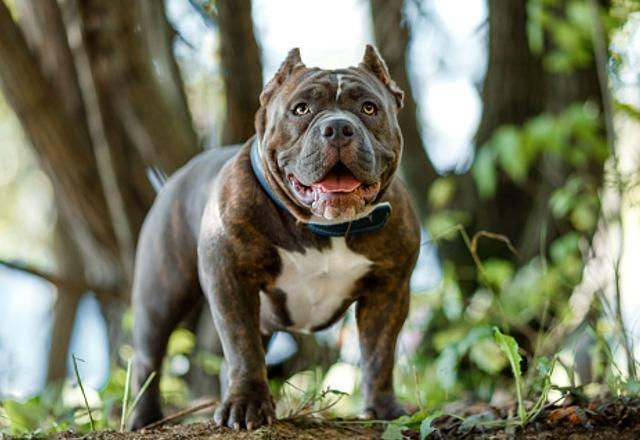 Mãe e bebê ficam em estado grave após ataque de cão da raça American Bully