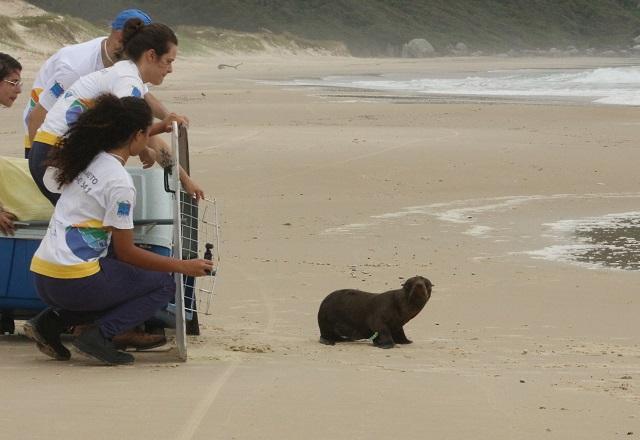 Vídeo: Lobo-marinho-do-Sul é devolvido à natureza após se recuperar de ferimento