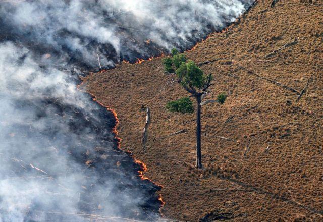 57% das cidades da Mata Atlântica têm menos de 25% de vegetação natural