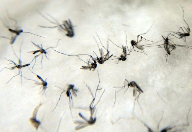 Saúde alerta para 1,3 milhão de casos prováveis de dengue no Brasil