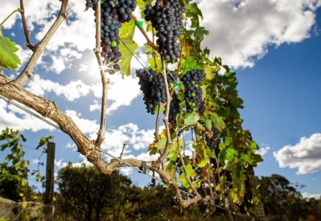 Vinhos do Vale do São Francisco recebem selo de indicação geográfica