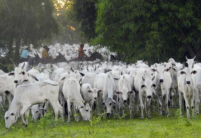 Brasil na COP27: Pecuaristas de MT lançam plataforma de rastreabilidade