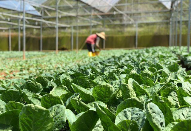 Comissão do Senado vota hoje projeto que muda autorização para agrotóxicos