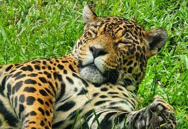 Onça-pintada acerta resultado de primeiro jogo do Brasil na Copa