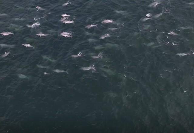 Vídeo: Botos-cinza são registrados nadando no mar do Rio