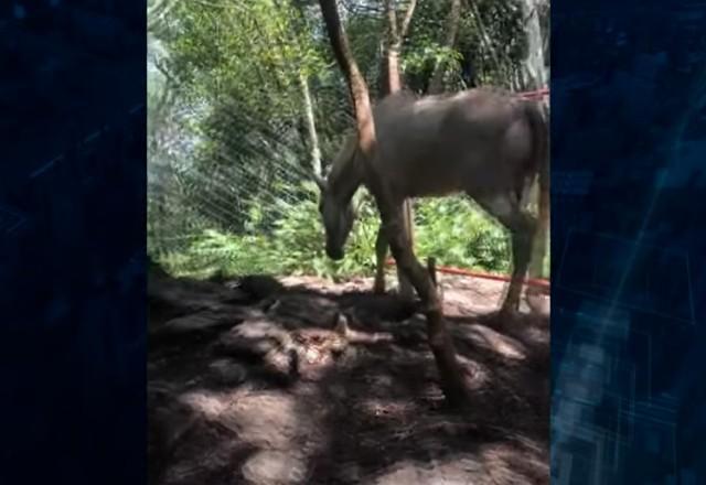 Polícia descobre abatedouro clandestino suspeito de vender carne de cavalo