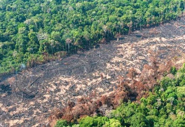 Cebds cria plataforma para medir impacto na natureza e acelerar soluções