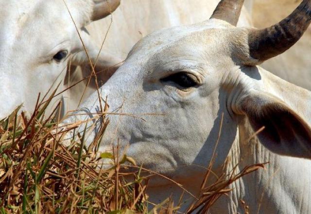 Pará confirma caso de vaca louca no sudeste do estado