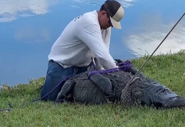 Idosa de 85 anos é morta por jacaré enquanto passeava com cachorro