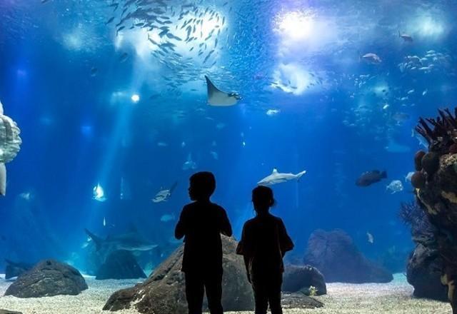 Portugal: conheça o Oceanário de Lisboa