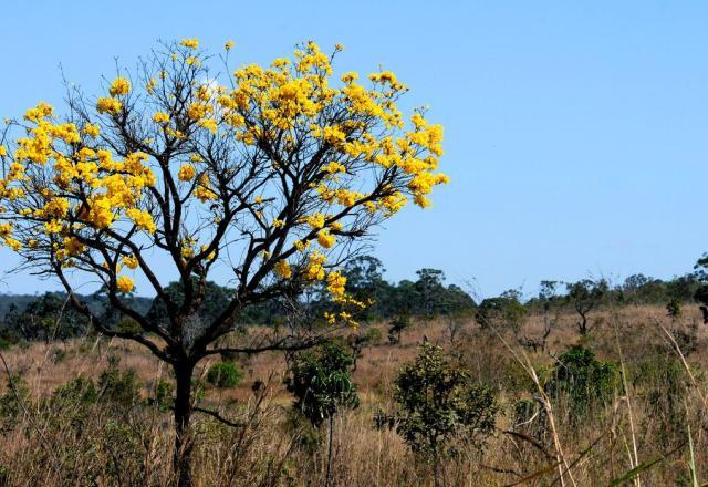 No MT, 80% do desmatamento foi feito de maneira ilegal