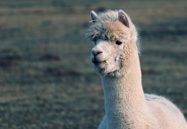 Facebook lança ferramenta de Inteligência Artificial LLaMA