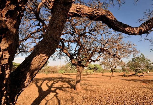 AL: mais de 20 cidades entram em situação de emergência devido a estiagem