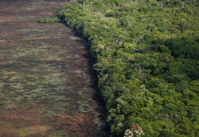 Florestas sob ameaça: Câmara aprova MP que prorroga regularização ambiental