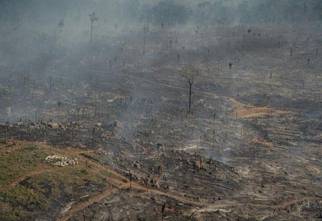 Preservar selva amazônica permite economizar US$ 2 bi em gastos com saúde