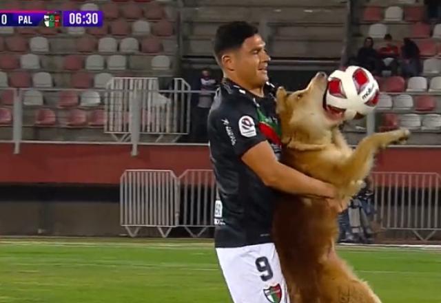 Cachorro caramelo invade campo e vira destaque no Campeonato Chileno; veja!