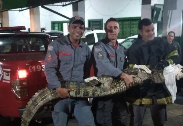 Jacaré de mais de 2 metros é capturado em Guaratinguetá (SP)