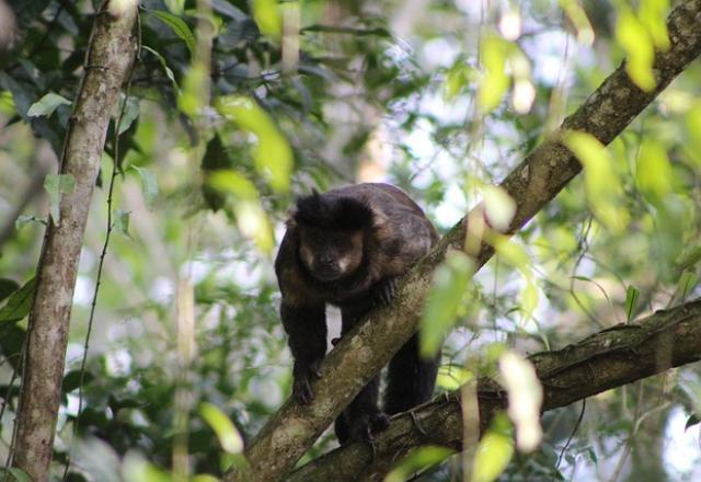 Mata Atlântica é o bioma brasileiro com mais espécies ameaçadas de extinção