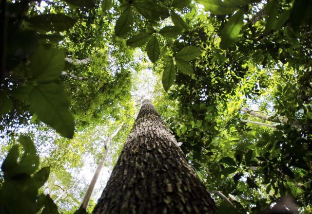 Governo promete mudar rumo após críticas por perdas ambientais