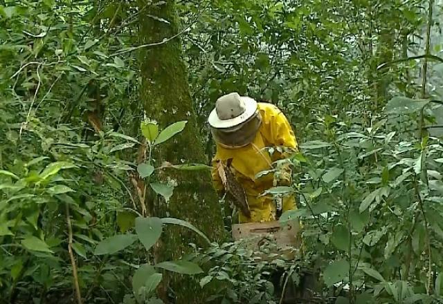 Alto número de mortes de abelha preocupa cidade do Rio Grande do Sul