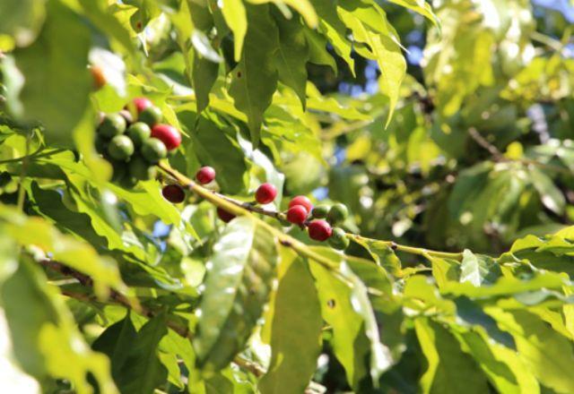 Maior cafezal urbano do mundo atrai público recorde: 3 mil pessoas