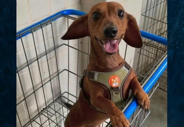 Crueldade: cachorro é encontrado morto em condomínio