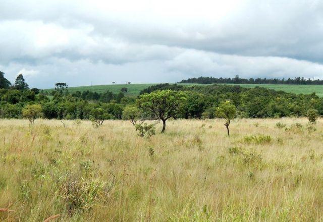 Cerrado paulista tem menor área destruída dos últimos cinco anos