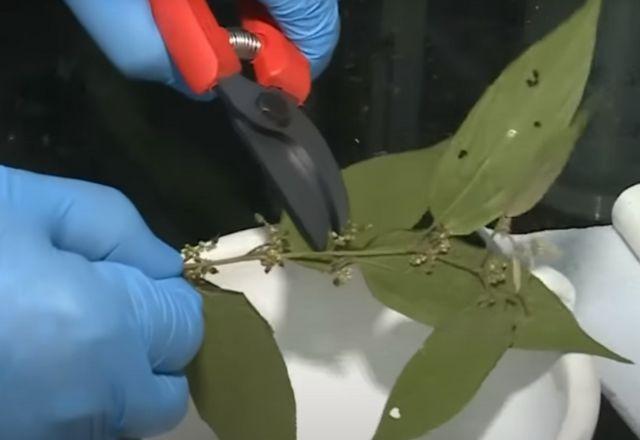 Pesquisadores da UFRJ identificam canabidiol em planta nativa brasileira