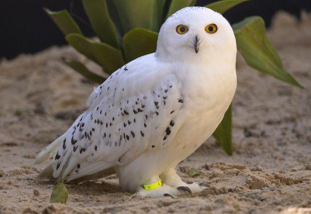 Coruja das Neves, inspiração para os filmes Harry Potter, está no Zoo de SP