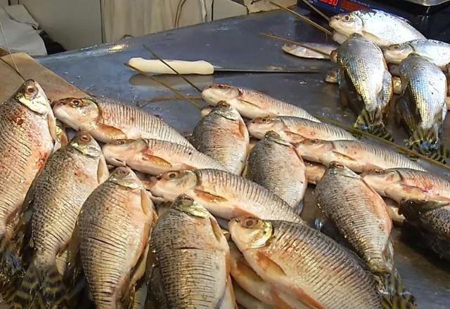 Estudo identifica presença de plástico em peixes da Amazônia