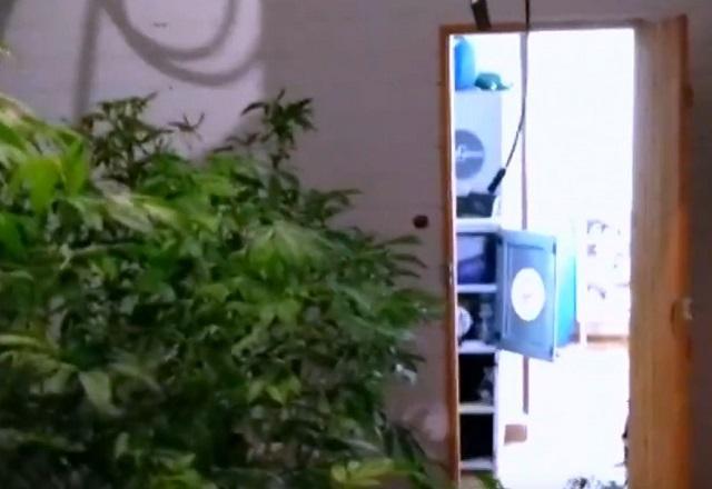 Traficantes transformam casa em "estufa tecnológica" de maconha