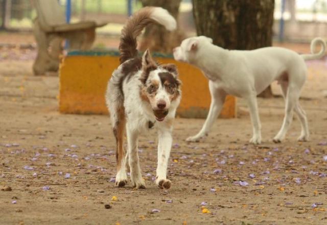 Tutores de animais de estimação sofrem com preços de tratamentos de saúde