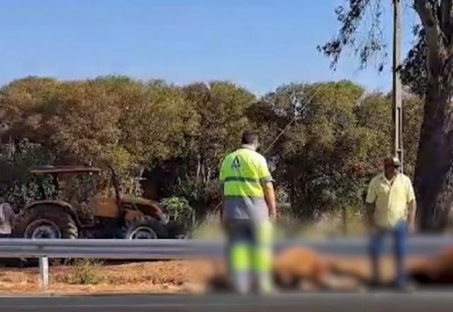 Caminhão não freia a tempo e atropela oito cavalos no interior de SP