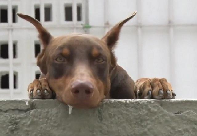 Vídeo Heron, o "cão herói", coloca assaltantes para correr