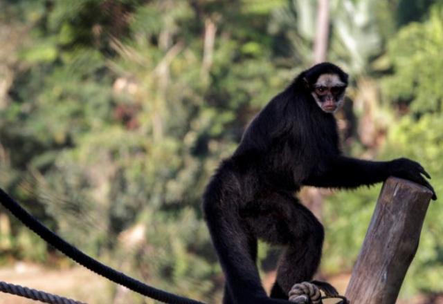 Zoológico de São Paulo comemora Dia dos Pais com promoção