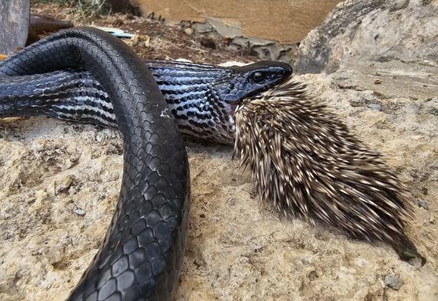 Cobra se 'engasga' e morre ao tentar comer porco-espinho