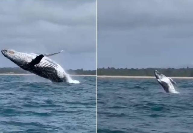 Baleia jubarte e filhote são vistos no litoral da Bahia