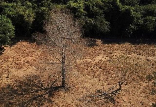 Pesquisa do Inpe mostra recordes de emissão de carbono na Amazônia