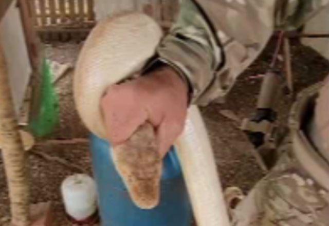 Susto: Polícia Ambiental resgata cobra exótica em escola de Brasília