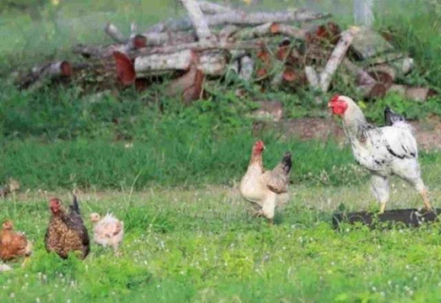 Gripe Aviária: Mato Grosso do Sul registra primeiro caso em aves de subsistência