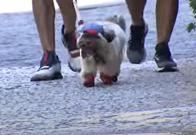 Com calor intenso, pet shops de SP observam aumento na procura