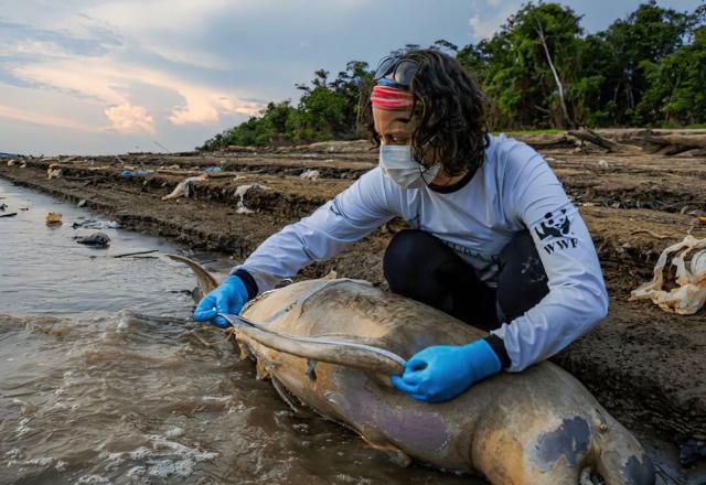 ICMbio investiga causas de mortes de botos no Amazonas