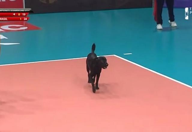 VÍDEO: cachorro invade quadra e interrompe jogo do Brasil sub-17 de vôlei