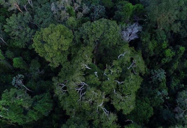 Crédito de carbono: regulação de mercado é aprovada no Senado