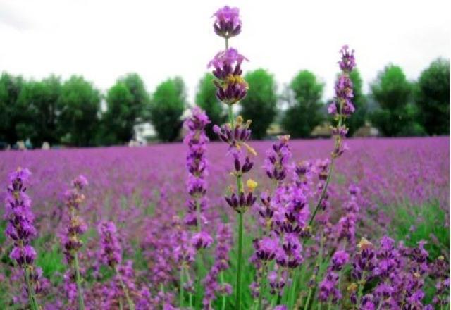 Lavanda pode tranquilizar ou estimular, depende da origem